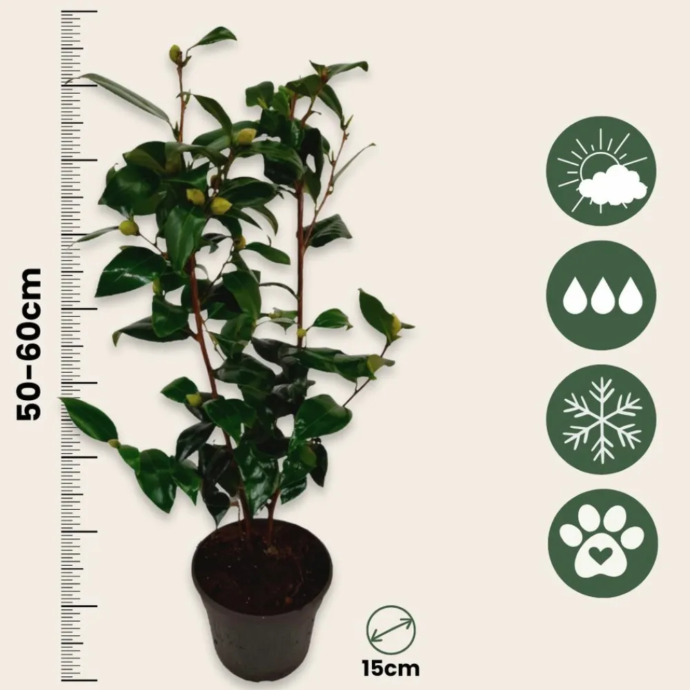 Plant In A Box Fleurs De Saison | - Camélia - set de 2 - camellia japonica 'brush field' - hauteur 50-60cm - ⌀15cm