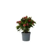 Plant In A Box Cactus Et Plantes Grasses | - Euphorbe de madagascar - euphorbia 'milii' - hauteur 25-35cm - ⌀13cm
