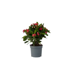 Plant In A Box Cactus Et Plantes Grasses | - Euphorbe de madagascar - euphorbia 'milii' - hauteur 25-35cm - ⌀13cm