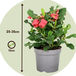 Plant In A Box Cactus Et Plantes Grasses | - Euphorbe de madagascar - euphorbia 'milii' - hauteur 25-35cm - ⌀13cm