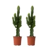 Plant In A Box - Euphorbe ingens - set de 2 - euphorbia ingens - hauteur 50-60cm - ⌀17cm New