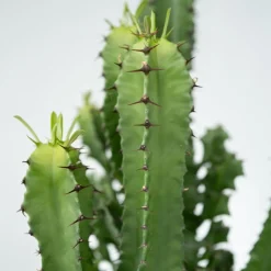 Plant In A Box - Euphorbe ingens - set de 2 - euphorbia ingens - hauteur 50-60cm - ⌀17cm New