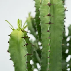 Plant In A Box - Euphorbe ingens - set de 2 - euphorbia ingens - hauteur 50-60cm - ⌀17cm New