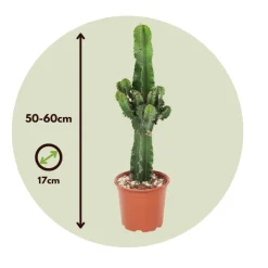 Plant In A Box - Euphorbe ingens - set de 2 - euphorbia ingens - hauteur 50-60cm - ⌀17cm New