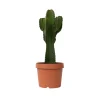 Plant In A Box Cactus Et Plantes Grasses | - Euphorbe ingens - euphorbia ingens - hauteur 85-95cm - ⌀24cm