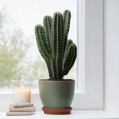 Plant In A Box Cactus Et Plantes Grasses | - Euphorbe ingens - euphorbia ingens - hauteur 85-95cm - ⌀24cm