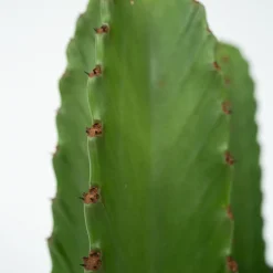 Plant In A Box Cactus Et Plantes Grasses | - Euphorbe ingens - euphorbia ingens - hauteur 85-95cm - ⌀24cm