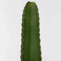 Plant In A Box Cactus Et Plantes Grasses | - Euphorbe ingens - euphorbia ingens - hauteur 85-95cm - ⌀24cm