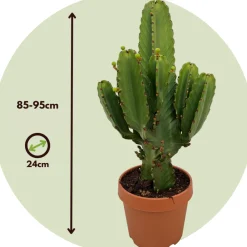 Plant In A Box Cactus Et Plantes Grasses | - Euphorbe ingens - euphorbia ingens - hauteur 85-95cm - ⌀24cm