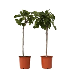 Plant In A Box - Figuier de barbarie - set de 2 - ficus carica - hauteur 70-90cm - ⌀21cm Online
