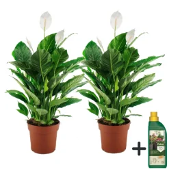 Plant In A Box Plantes Fleuries | - Fleur de lune - set de 2 - spathiphyllum 'lima' - hauteur 60-75cm - ⌀17cm