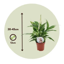 Plant In A Box Plantes Fleuries | - Fleur de lune - set de 2 - spathiphyllum 'torelli' - hauteur 30-45cm - ⌀12cm