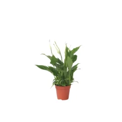 Plant In A Box - Fleur de lune - spathiphyllum 'torelli' - hauteur 30-45cm - ⌀12cm Discount
