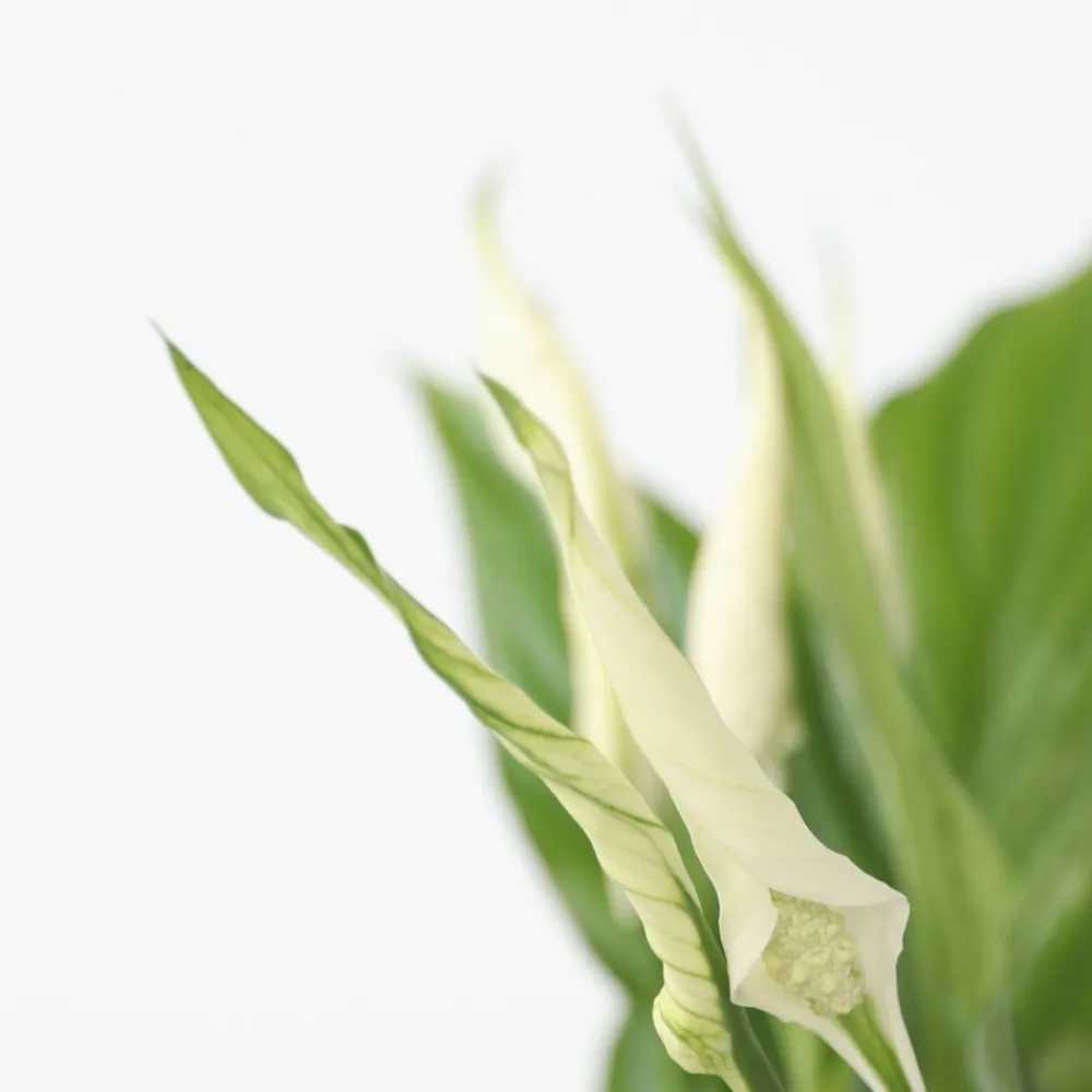 Plant In A Box - Fleur de lune - spathiphyllum 'torelli' - hauteur 30-45cm - ⌀12cm Discount