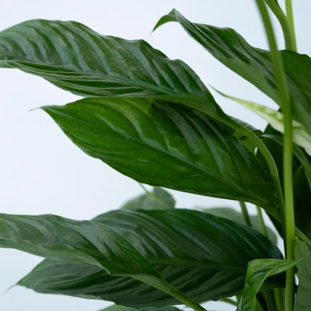 Plant In A Box - Fleur de lune - spathiphyllum 'torelli' - hauteur 30-45cm - ⌀12cm Discount