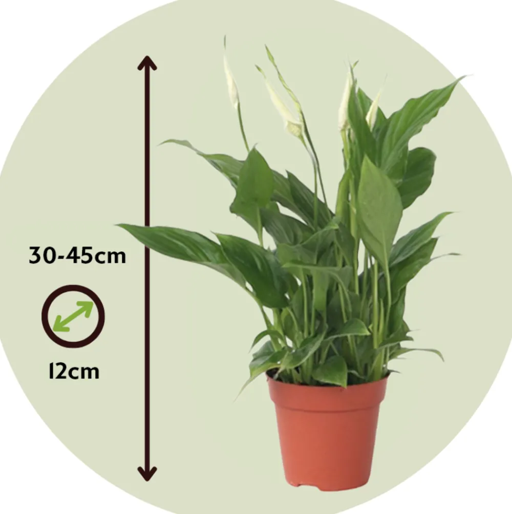 Plant In A Box - Fleur de lune - spathiphyllum 'torelli' - hauteur 30-45cm - ⌀12cm Discount