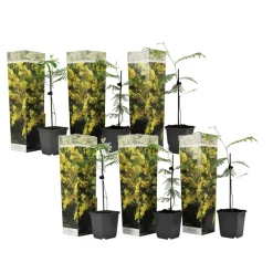 Plant In A Box Fleurs De Saison | - Fleur de mimosa - set de 6 - mimosa dealbata - hauteur 25-40cm - ⌀9cm