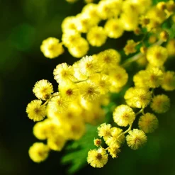 Plant In A Box Fleurs De Saison | - Fleur de mimosa - set de 6 - mimosa dealbata - hauteur 25-40cm - ⌀9cm