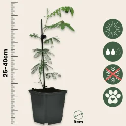 Plant In A Box Fleurs De Saison | - Fleur de mimosa - set de 6 - mimosa dealbata - hauteur 25-40cm - ⌀9cm
