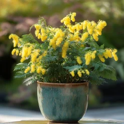 Plant In A Box Fleurs De Saison | - Fleur de mimosa - set de 3 - mimosa dealbata - hauteur 25-40cm - ⌀9cm