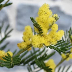 Plant In A Box Fleurs De Saison | - Fleur de mimosa - set de 3 - mimosa dealbata - hauteur 25-40cm - ⌀9cm
