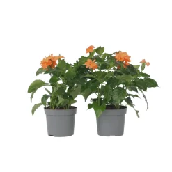 Plant In A Box - Fleur du feu - set de 4 - crossandra 'fortuna' - hauteur 20-30cm - ⌀13cm Discount
