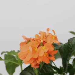 Plant In A Box - Fleur du feu - set de 4 - crossandra 'fortuna' - hauteur 20-30cm - ⌀13cm Discount