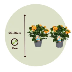 Plant In A Box - Fleur du feu - set de 4 - crossandra 'fortuna' - hauteur 20-30cm - ⌀13cm Discount