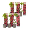 Plant In A Box Fruitiers Et Agrumes | - Framboisier - set de 6 - rubus ideaus 'autumn bliss' - hauteur 25-40cm - ⌀9cm