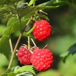 Plant In A Box Fruitiers Et Agrumes | - Framboisier - set de 6 - rubus ideaus 'autumn bliss' - hauteur 25-40cm - ⌀9cm