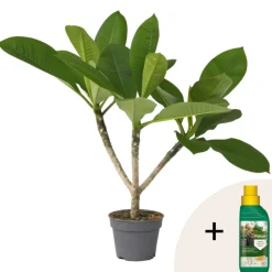 Plant In A Box - Frangipanier + engrais végétal - plumeria rubra 'hawaii' - h45-55cm - ⌀17cm Outlet
