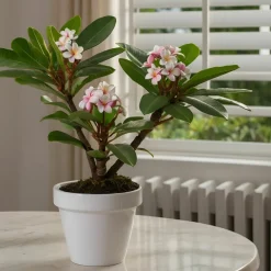 Plant In A Box - Frangipanier + engrais végétal - plumeria rubra 'hawaii' - h45-55cm - ⌀17cm Outlet