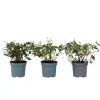 Plant In A Box Fleurs De Saison | - Fuchsia pleureur - set de 3 - fuchsia magellanica - hauteur 10-20cm - ⌀9cm