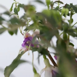 Plant In A Box Fleurs De Saison | - Fuchsia pleureur - set de 3 - fuchsia magellanica - hauteur 10-20cm - ⌀9cm