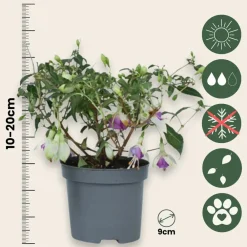 Plant In A Box Fleurs De Saison | - Fuchsia pleureur - set de 3 - fuchsia magellanica - hauteur 10-20cm - ⌀9cm