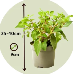 Plant In A Box Fleurs De Saison | - Fuchsia pleureur - set de 3 - fuchsia magellanica - hauteur 10-20cm - ⌀9cm