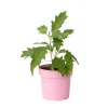 Plant In A Box Plantes De Terre De Bruyère | - Hortensia - hydrangea paniculata 'ice crystal' - hauteur 25-40cm - ⌀19cm
