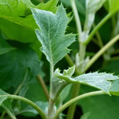 Plant In A Box Plantes De Terre De Bruyère | - Hortensia - hydrangea paniculata 'ice crystal' - hauteur 25-40cm - ⌀19cm
