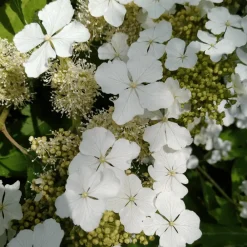 Plant In A Box Plantes De Terre De Bruyère | - Hortensia - hydrangea paniculata 'ice crystal' - hauteur 25-40cm - ⌀19cm
