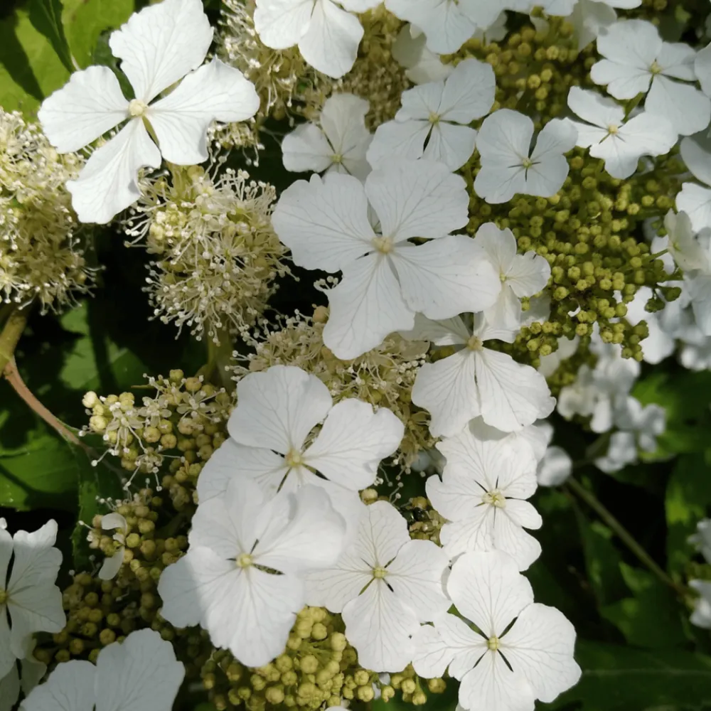 Plant In A Box Plantes De Terre De Bruyère | - Hortensia - hydrangea paniculata 'ice crystal' - hauteur 25-40cm - ⌀19cm