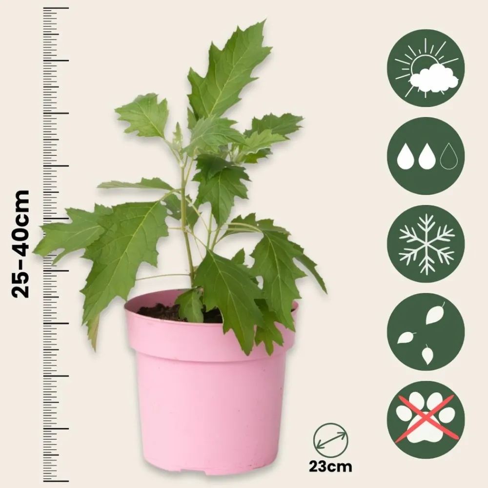 Plant In A Box Plantes De Terre De Bruyère | - Hortensia - hydrangea paniculata 'ice crystal' - hauteur 25-40cm - ⌀19cm
