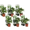 Plant In A Box Plantes De Terre De Bruyère | - Hortensia - set de 6 - hydrangea macrophylla 'wudu' - hauteur 25-40cm - ⌀9cm