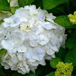 Plant In A Box Plantes De Terre De Bruyère | - Hortensia - set de 6 - hydrangea macrophylla 'wudu' - hauteur 25-40cm - ⌀9cm