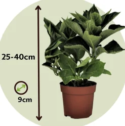 Plant In A Box Plantes De Terre De Bruyère | - Hortensia - set de 6 - hydrangea macrophylla 'wudu' - hauteur 25-40cm - ⌀9cm