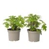 Plant In A Box Plantes De Terre De Bruyère | - Hortensia - set de 2 - hydrangea 'toy soldier' - hauteur 25-40cm - ⌀19cm