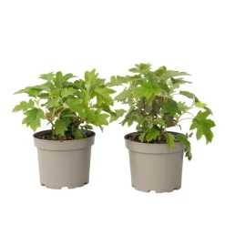 Plant In A Box Plantes De Terre De Bruyère | - Hortensia - set de 2 - hydrangea 'toy soldier' - hauteur 25-40cm - ⌀19cm