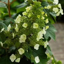 Plant In A Box Plantes De Terre De Bruyère | - Hortensia - set de 2 - hydrangea 'toy soldier' - hauteur 25-40cm - ⌀19cm