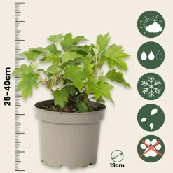 Plant In A Box Plantes De Terre De Bruyère | - Hortensia - set de 2 - hydrangea 'toy soldier' - hauteur 25-40cm - ⌀19cm