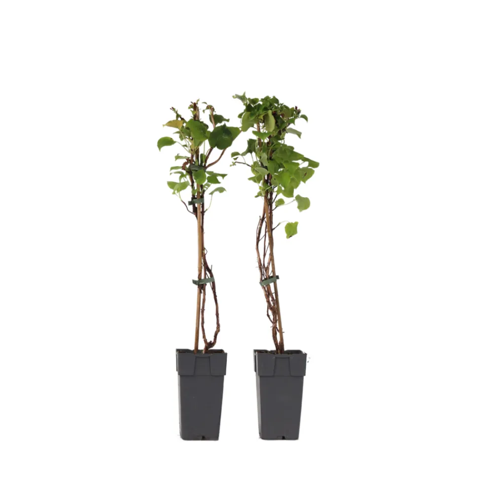 Plant In A Box Plantes De Terre De Bruyère | - Hortensia - set de 2 - hydrangea anomale petiolaris - hauteur 60-70cm - ⌀15cm