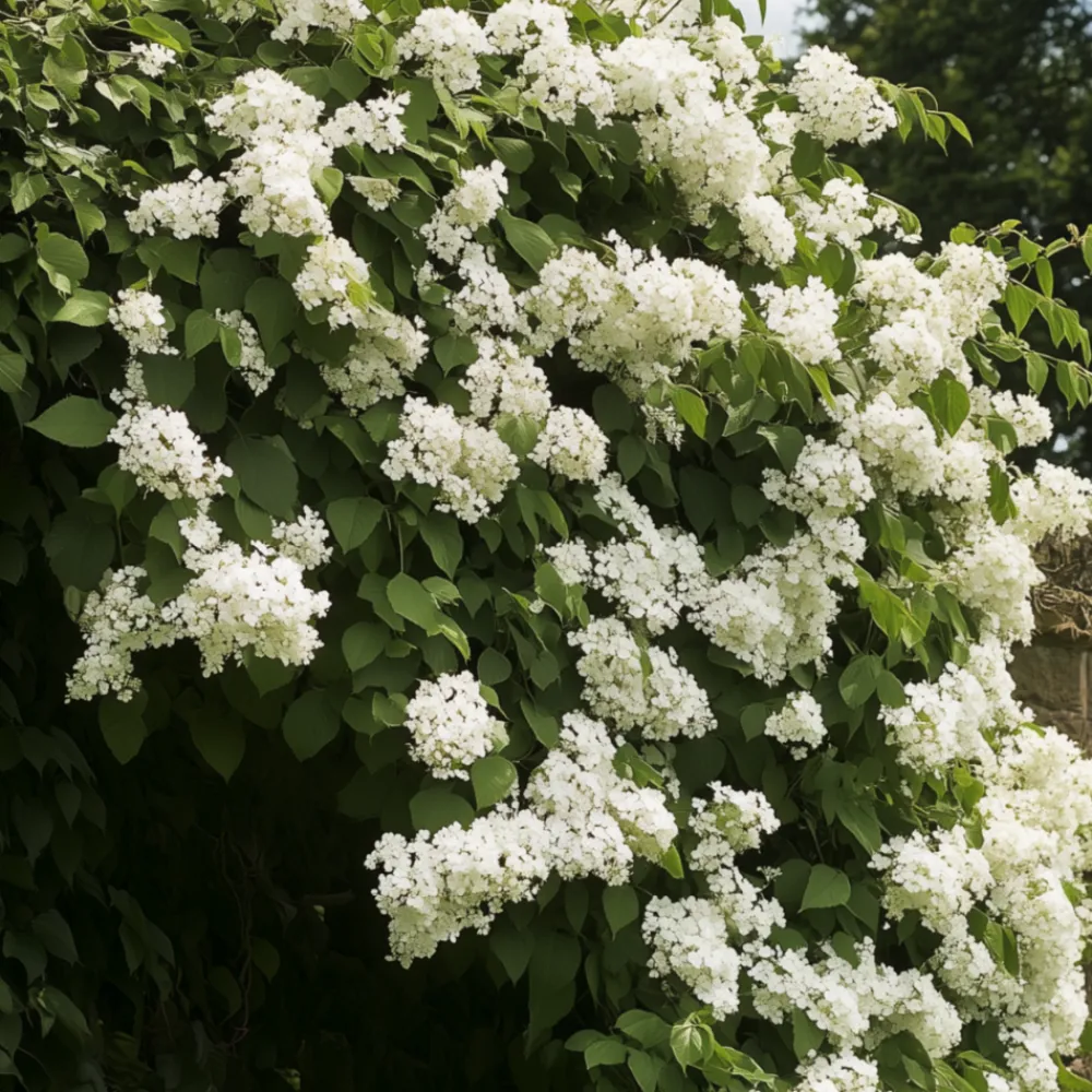 Plant In A Box Plantes De Terre De Bruyère | - Hortensia - set de 2 - hydrangea anomale petiolaris - hauteur 60-70cm - ⌀15cm